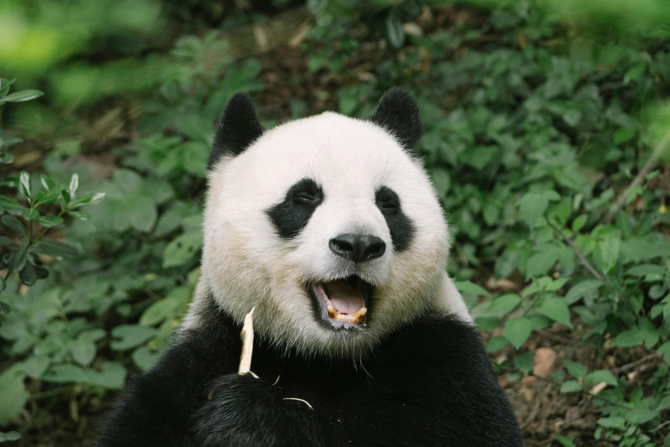 Chez Panda, la formule maintenance hebergement Wordpress est à 49 euros /mois